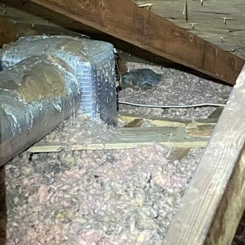 Damage to insulation caused by squirrels